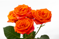 Orange Babe Spray Rose, wholesale orange spray roses