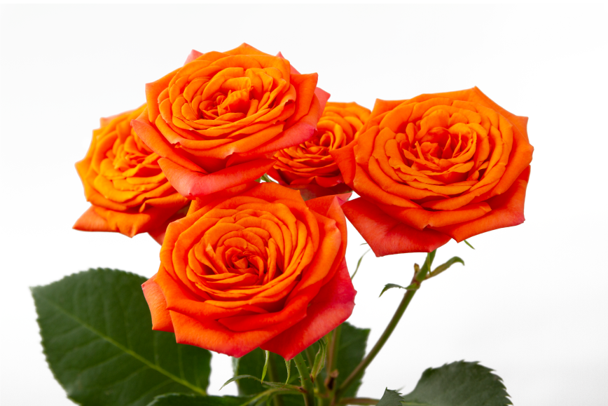 Orange Babe Spray Rose, wholesale orange spray roses