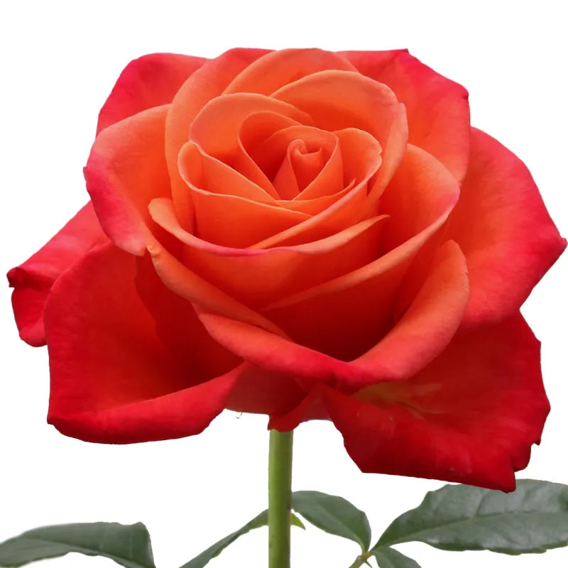 Orange Crush Rose