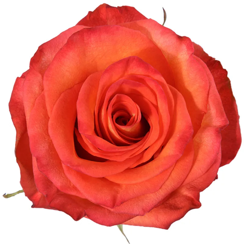 High & Orange Rose
