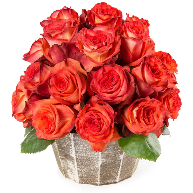 High & Orange Rose