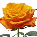 Orange Reeva Rose