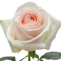 Pastella Rose