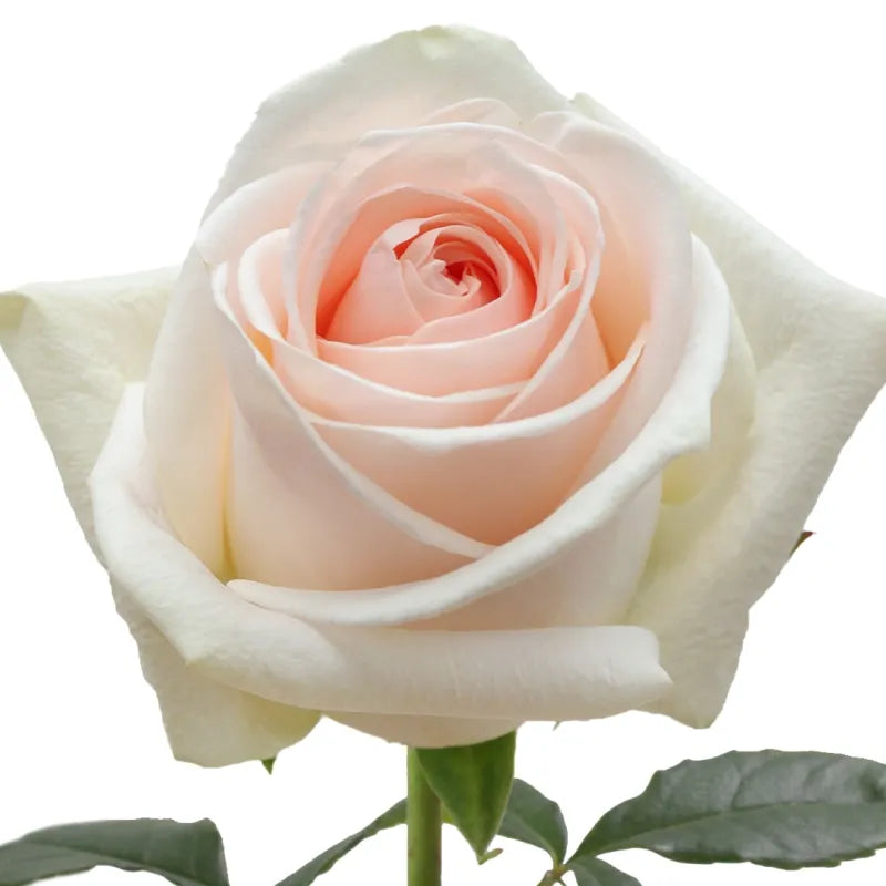 Pastella Rose
