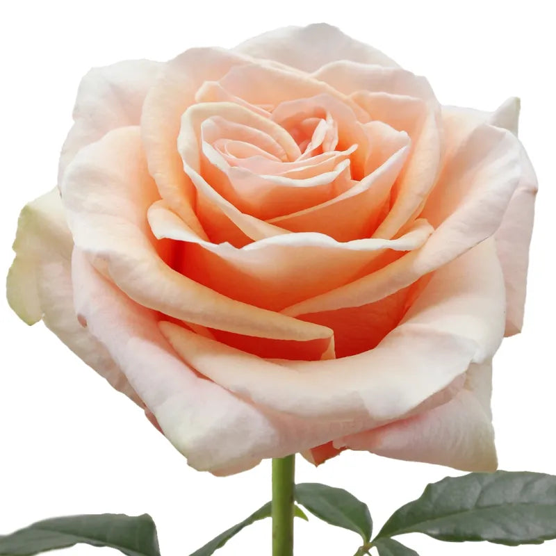 Phoenix Rose