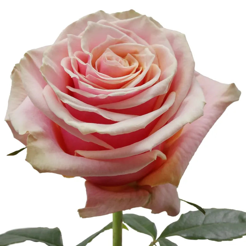 Pink Amaretto Rose