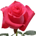 Pink Love Rose