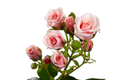 Pink Majolika Spray Rose, wholesale pink spray roses