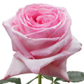 Pink Ohara Rose