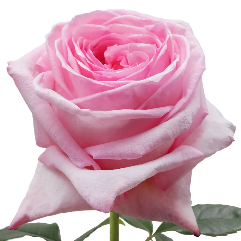 Pink Ohara Rose