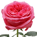 Pink Xpression Rose