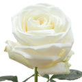 Playa Blanca Rose