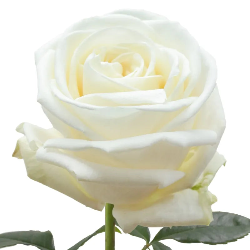 Playa Blanca Rose