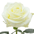 Polar Star Rose