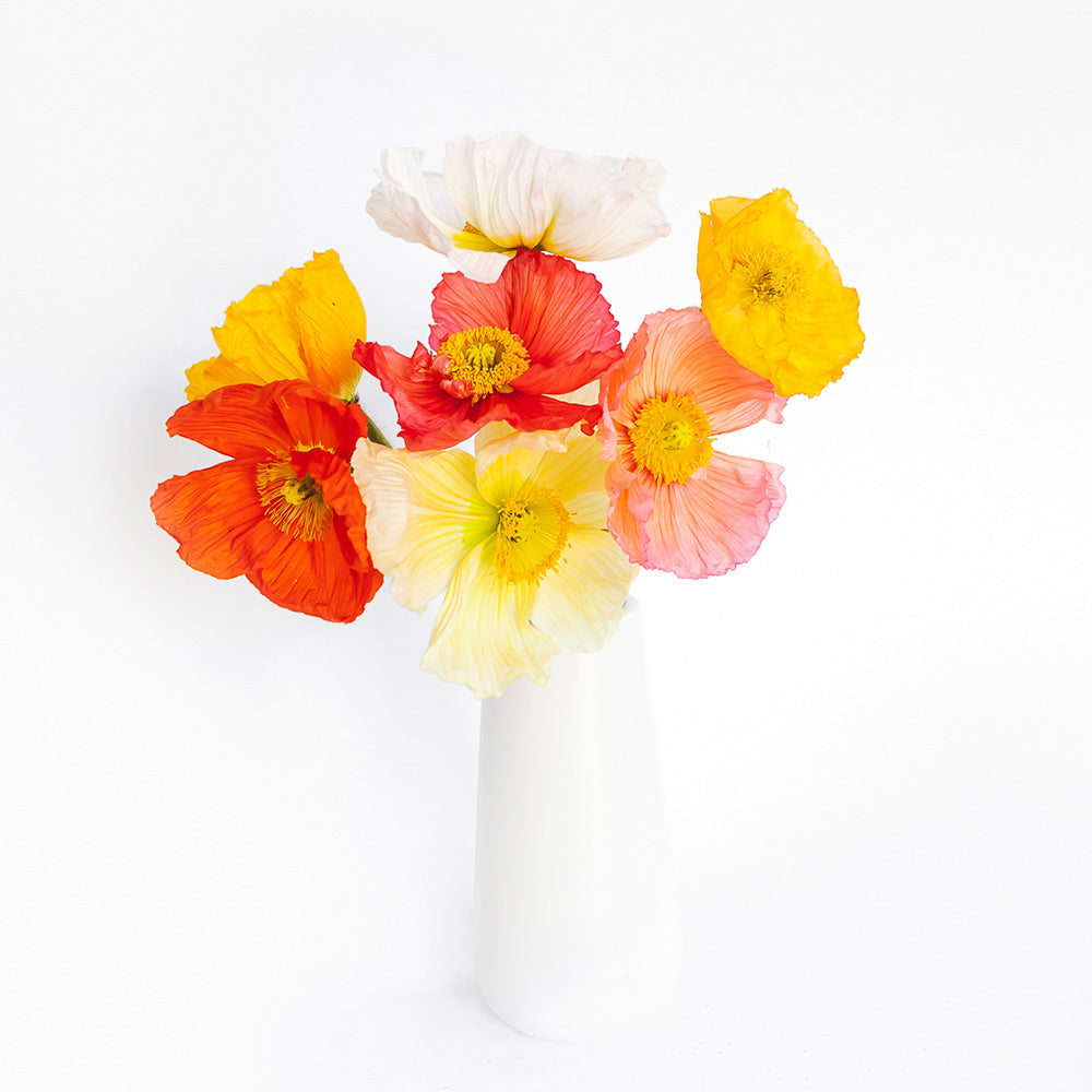 Poppies Mix 2 — wholesale