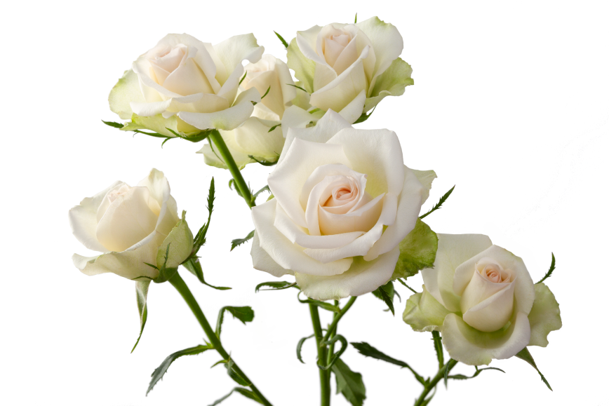 Porcelina Spray Rose, wholesale white spray roses