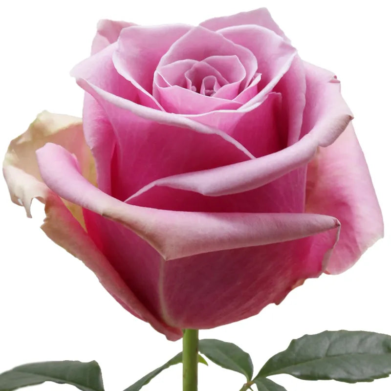 Prime Time Rose