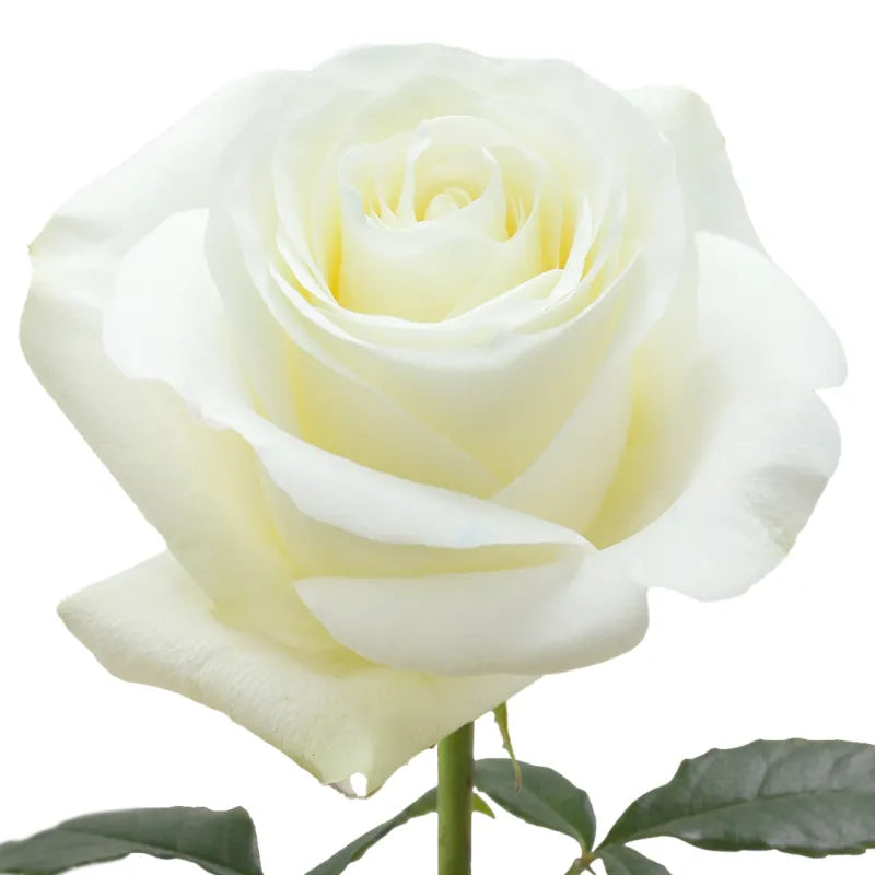 Proud Rose