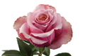 Purple Moon Rose, wholesale lavender roses