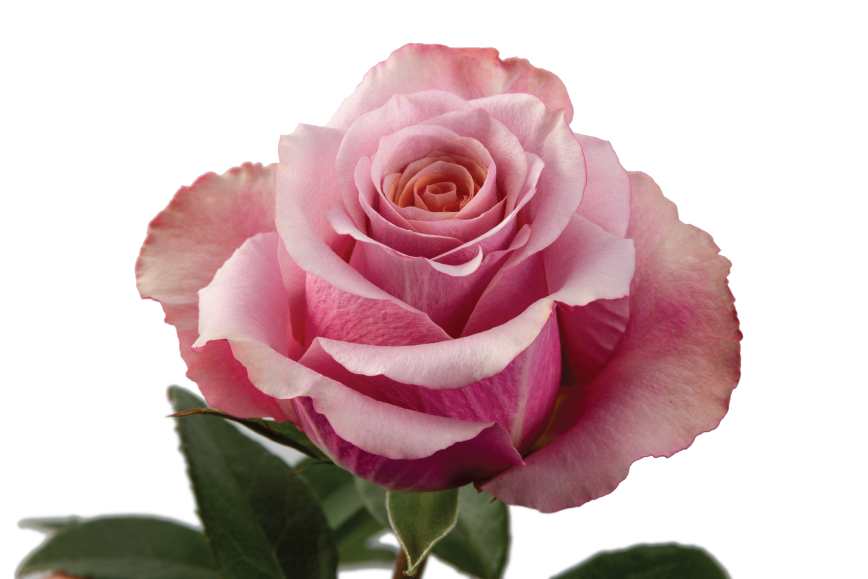 Purple Moon Rose, wholesale lavender roses