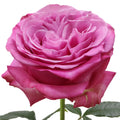 Queen's Crown Rose