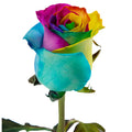 Tinted Rainbow Rose