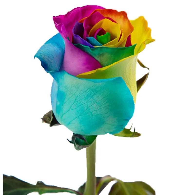 Tinted Rainbow Rose