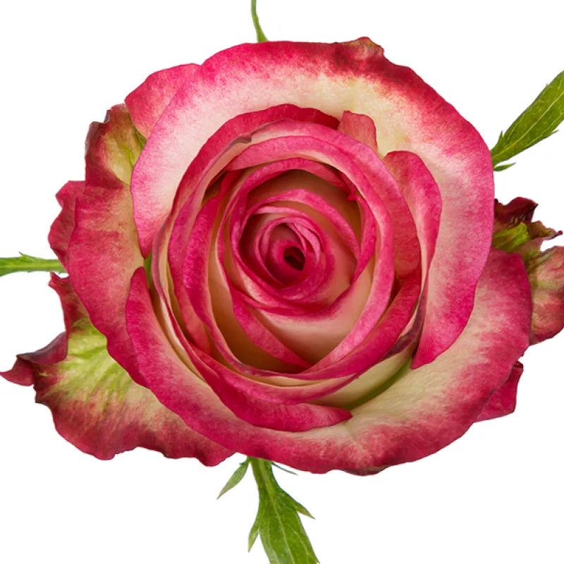 Raspberry Ice Rose