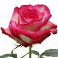Raspberry Ice Rose