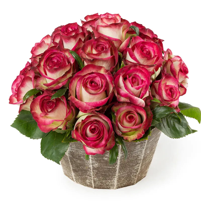 Raspberry Ice Rose