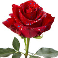 Tinted Red Mashmellow Rose