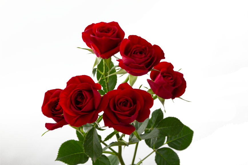 Red Rubikon Spray Rose, wholesale red spray roses