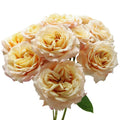 Sahara Sensation Rose