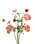 Magical Salmon Ranunculus — wholesale