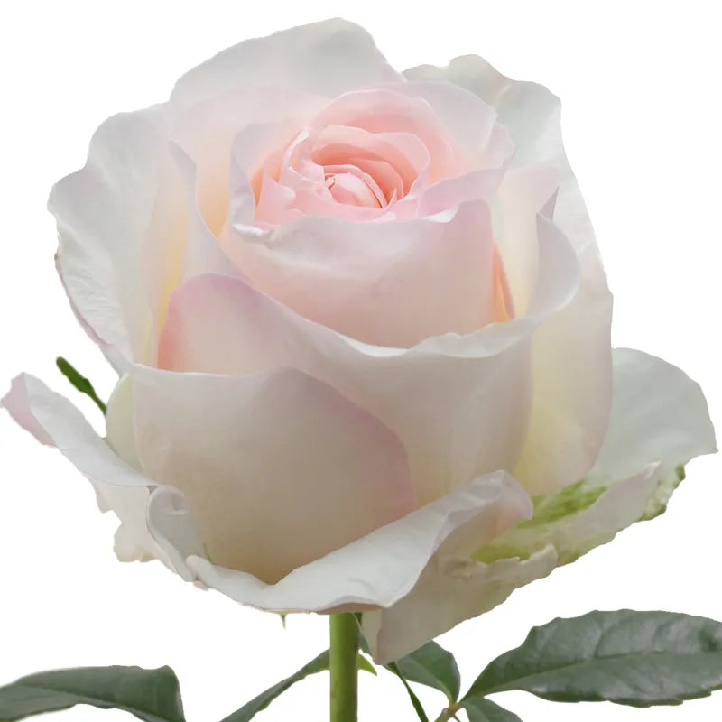 Señorita Rose
