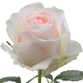 Señorita Rose