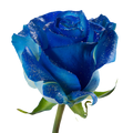 Tinted Shiny Blue Rose