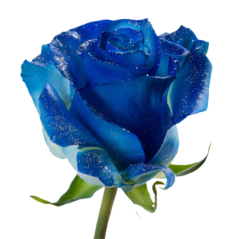 Tinted Shiny Blue Rose
