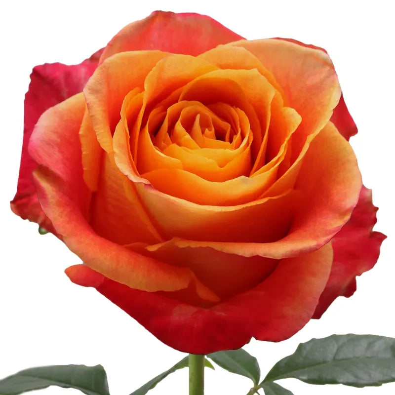 Silantoi Rose