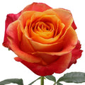 Silantoi Rose