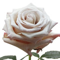 Silver Sand Rose