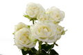 Snowflake Spray Rose, wholesale white spray roses
