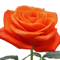 Spritz Rose