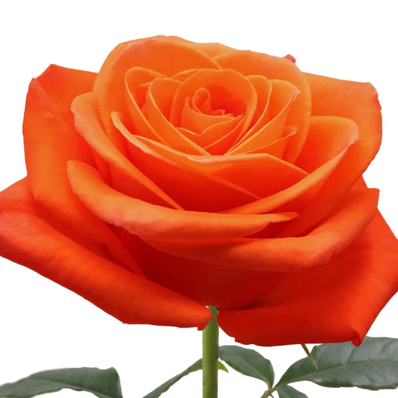 Spritz Rose