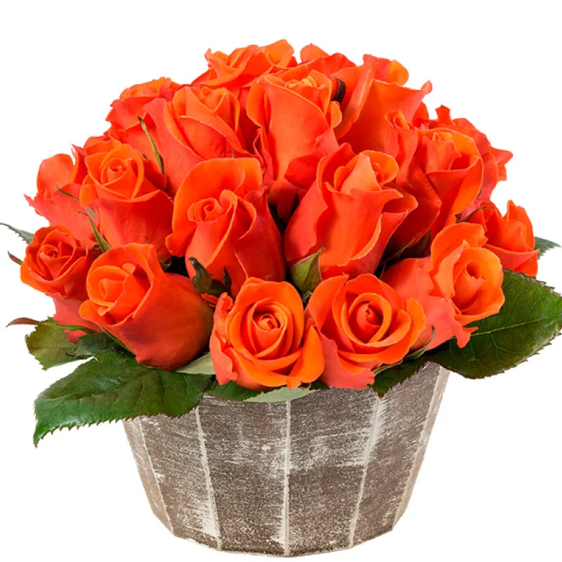 Spritz Rose