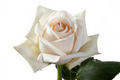 Sandcastle Rose, wholesale cream roses