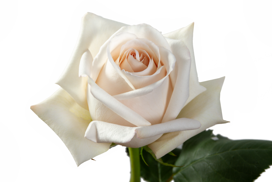 Sandcastle Rose, wholesale cream roses