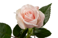 Sweet Eskimo Rose, wholesale light pink roses