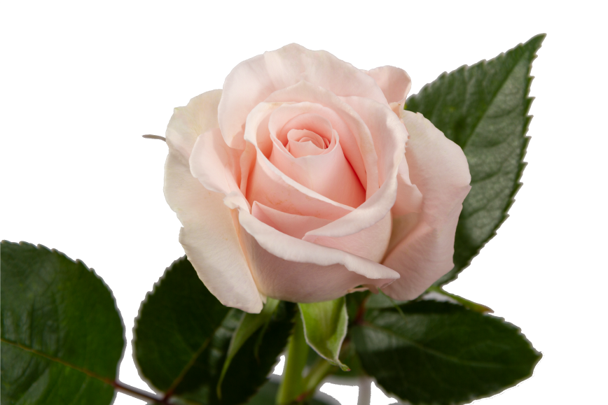 Sweet Eskimo Rose, wholesale light pink roses