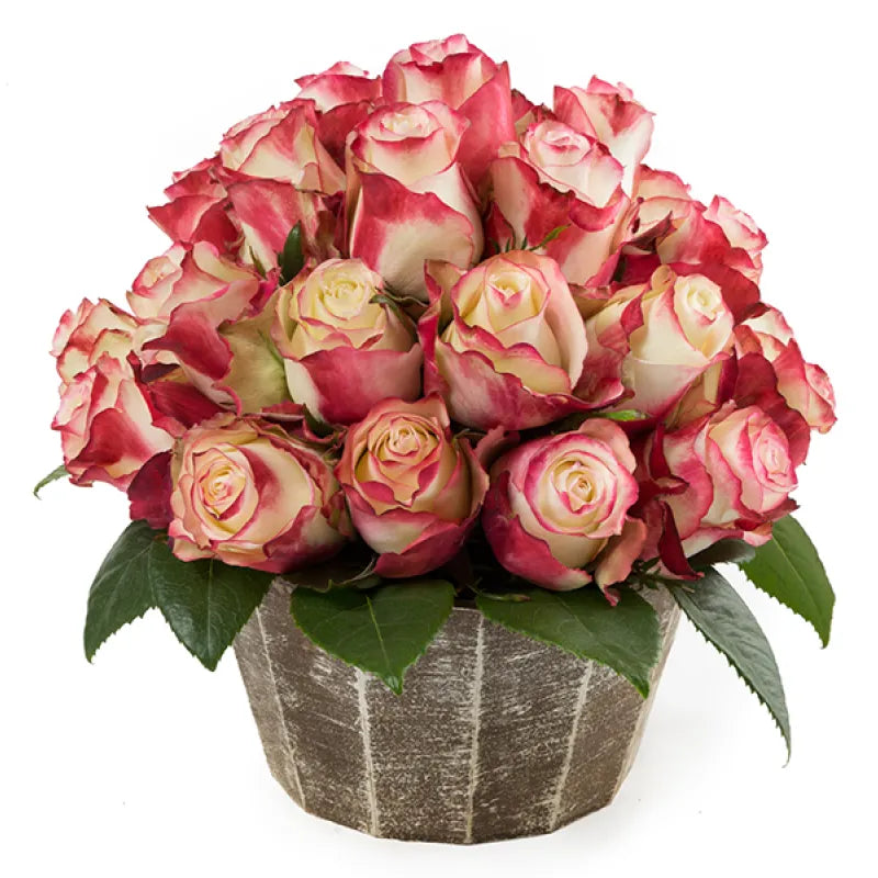 Sweetness Rose